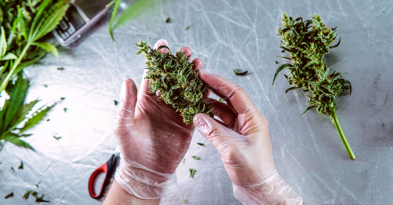 what is the landrace strain