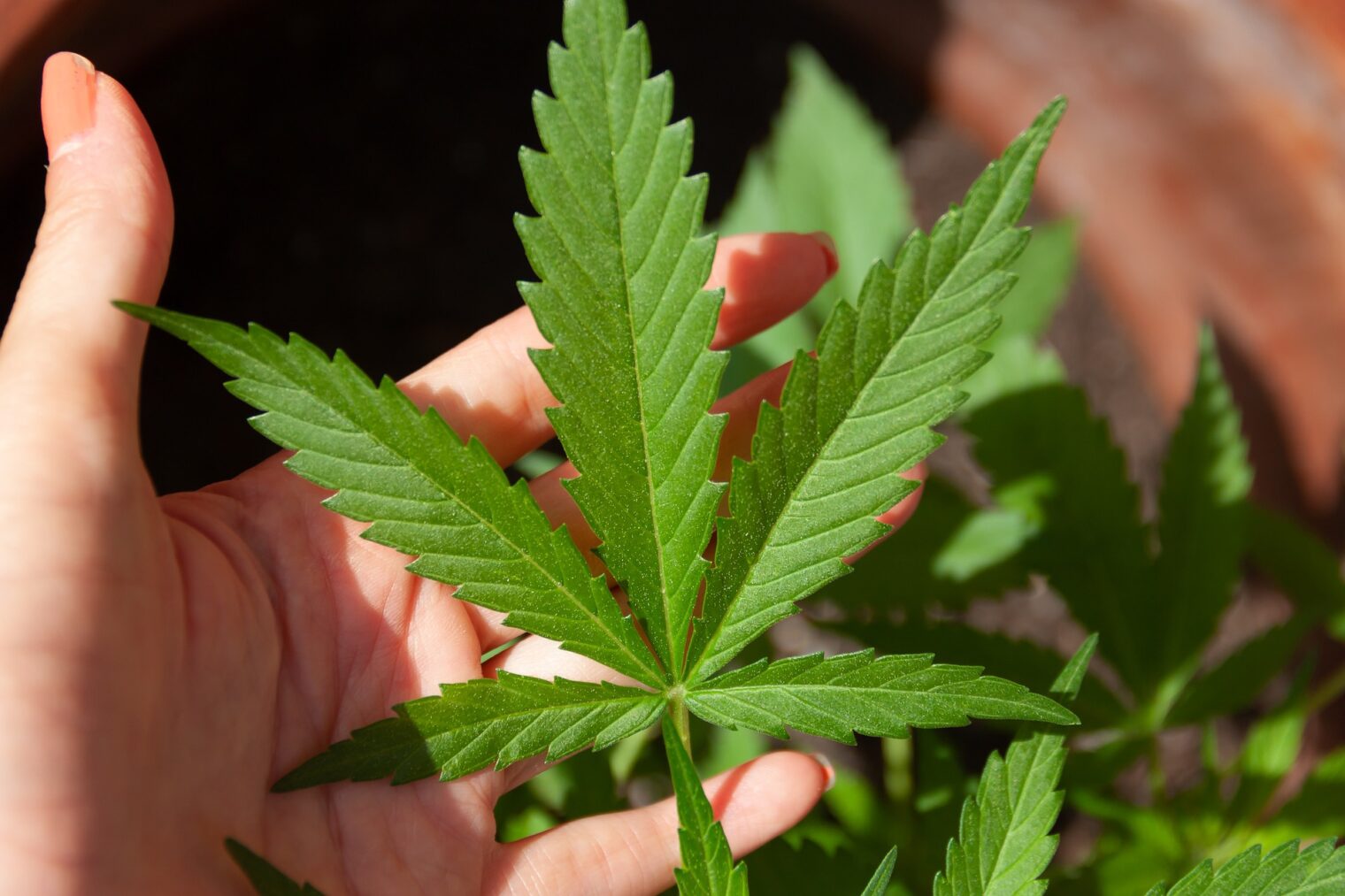 Cannabis Legalization