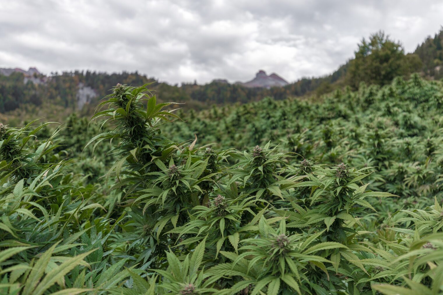 Thailand Weed Tourism in 2024
