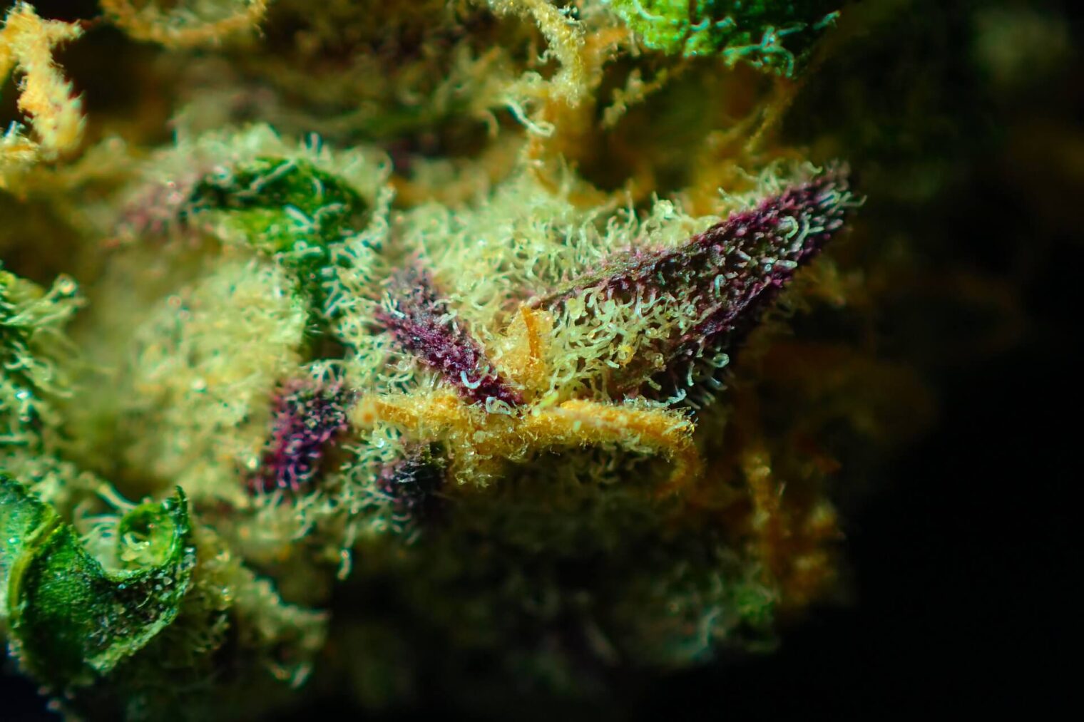 Cannabis Terpenes