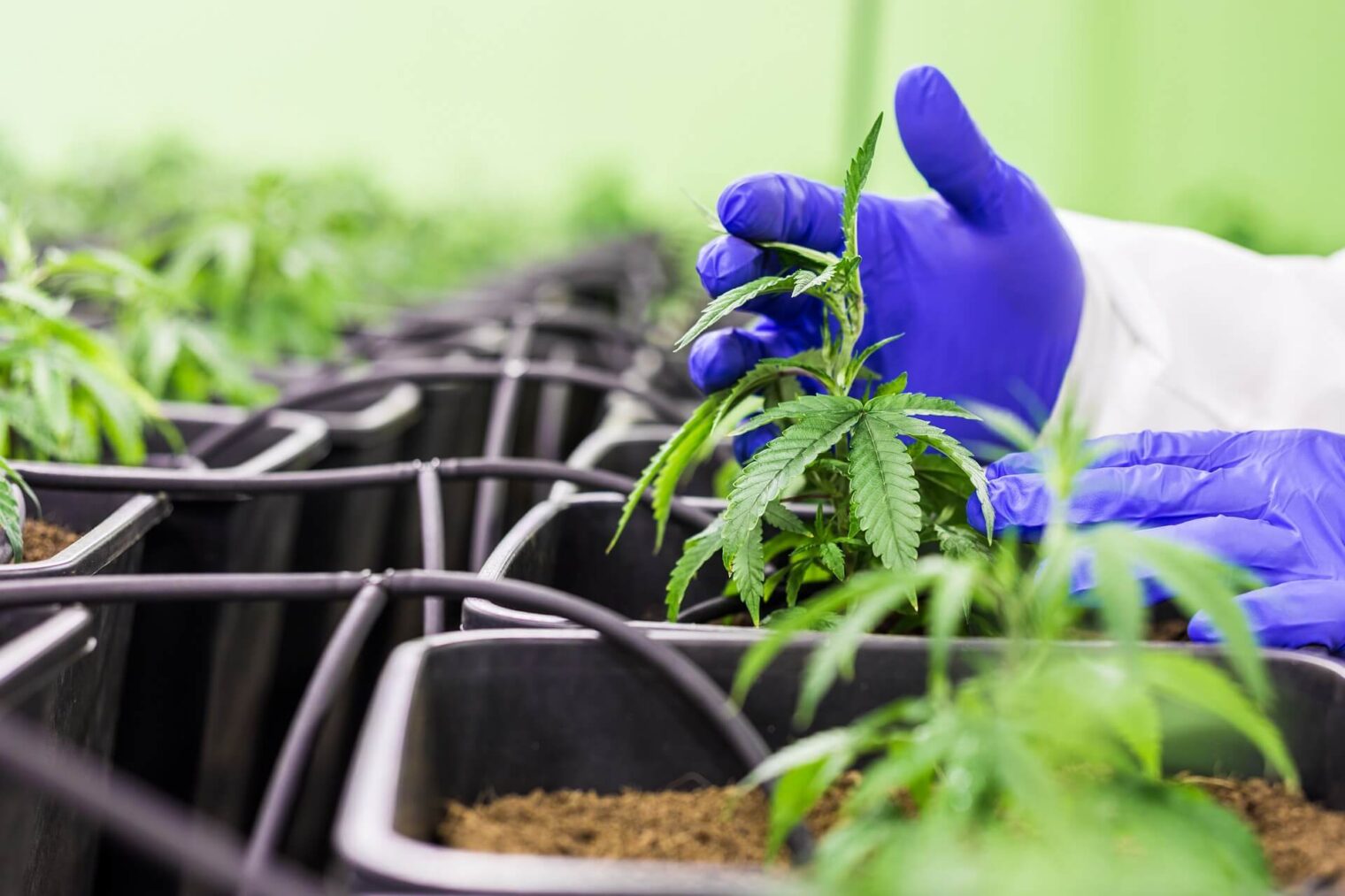 Cannabis Jobs in Bangkok