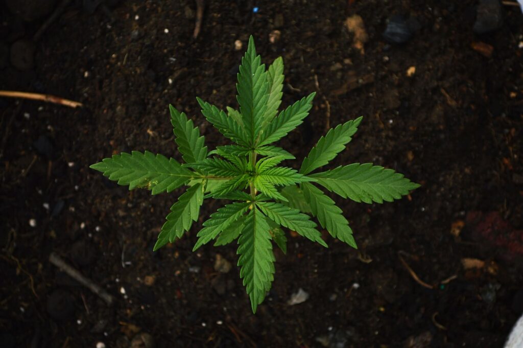 Ultimate Guide to Growing Weed in Thailand Legally