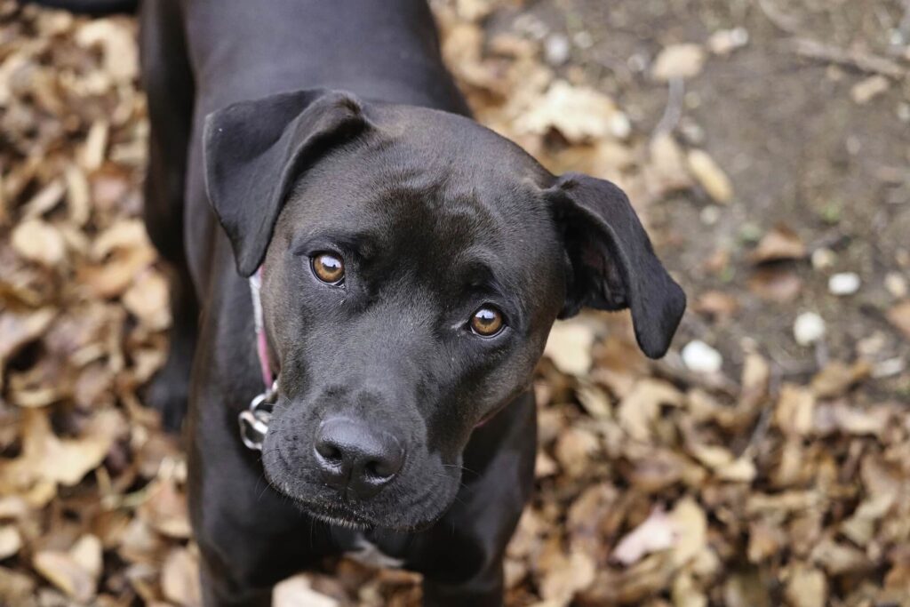 Weed and Pets: Safety and Benefits in 2024