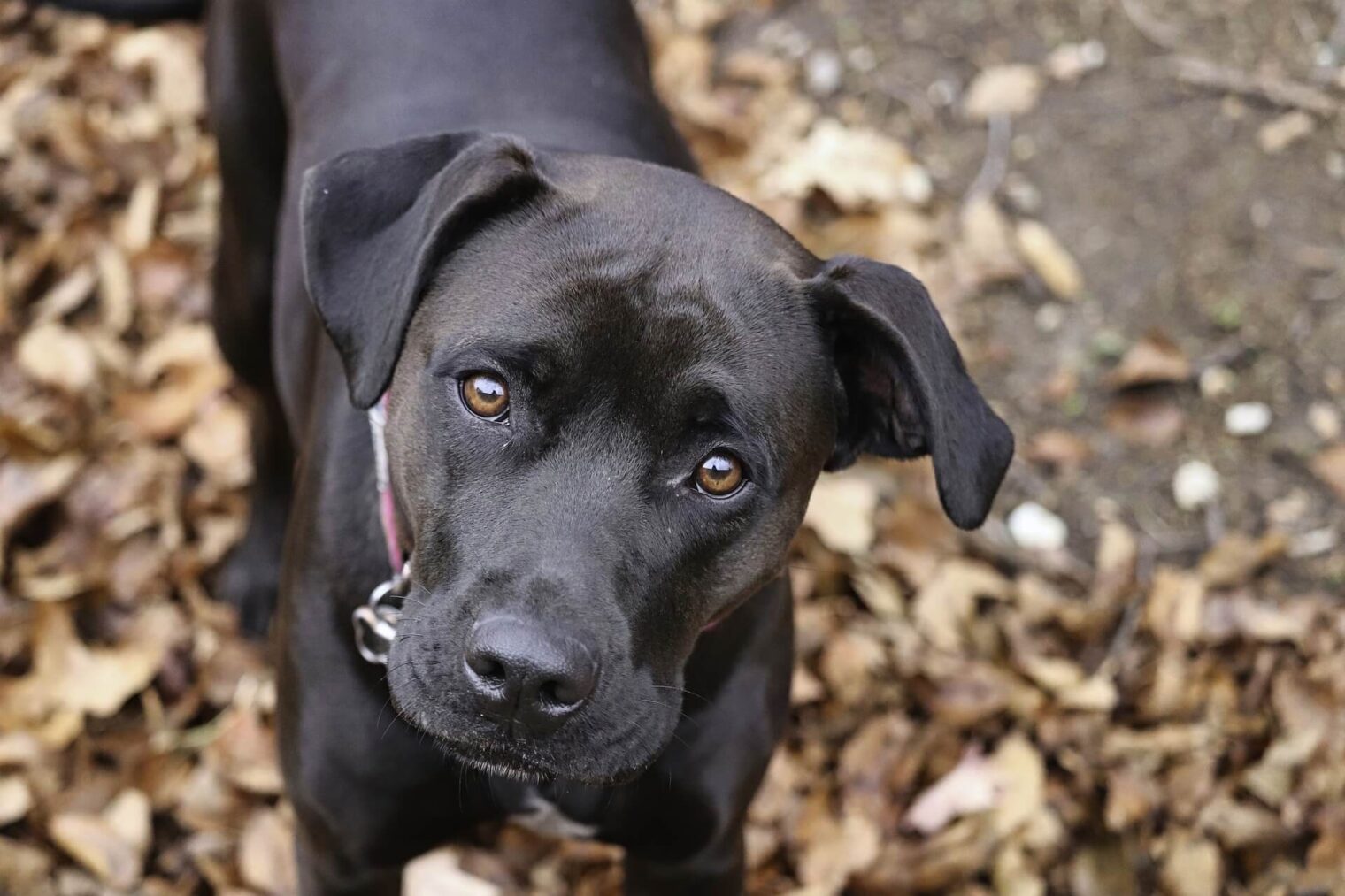 Weed and Pets: Safety and Benefits in 2024