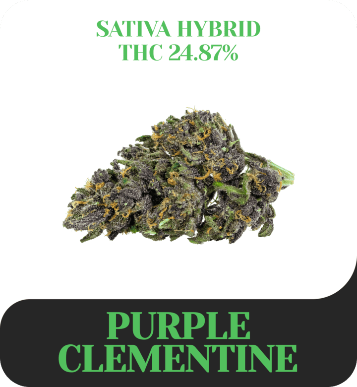 Purple Clementine