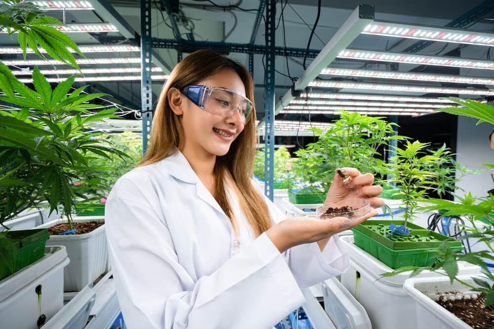 Cannabis Job Market in Thailand