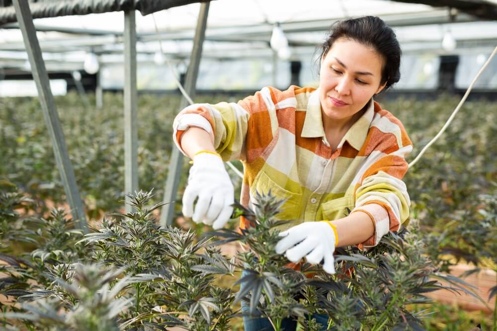 Cannabis Job Market in Thailand in 2025
