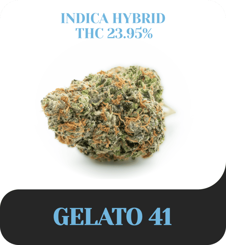 Gelato 41