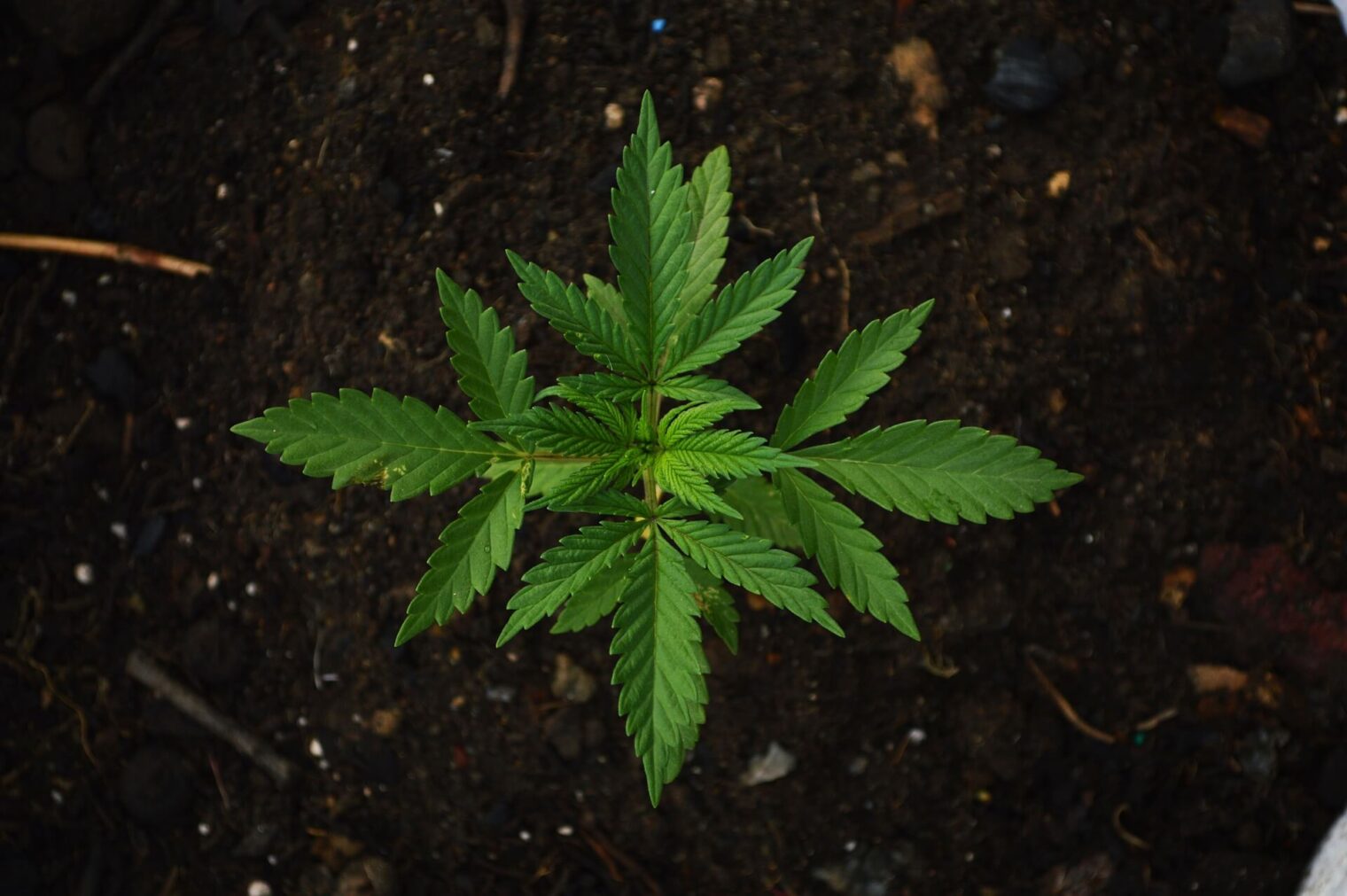 Ultimate Guide to Growing Weed in Thailand Legally